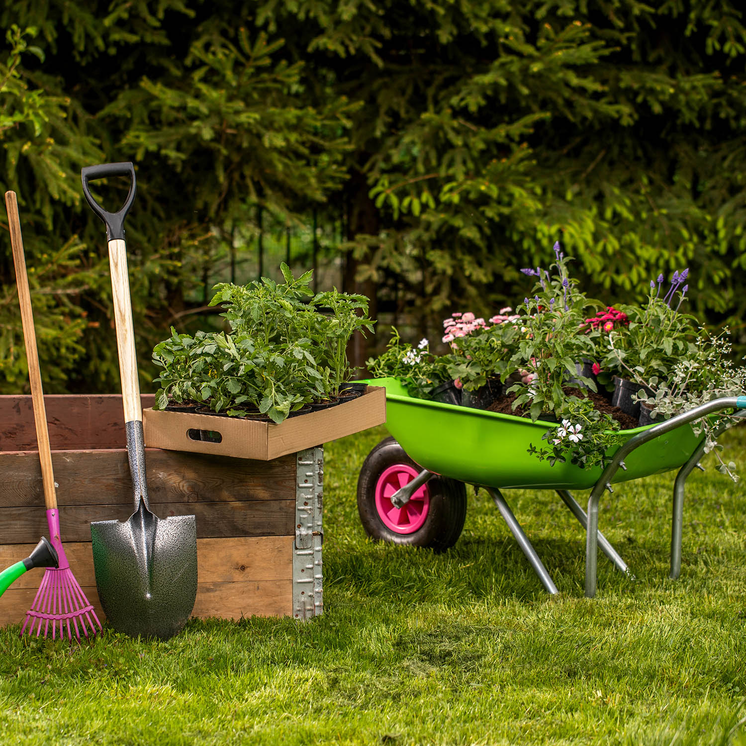Wheelbarrow with Gardening tools in the garden